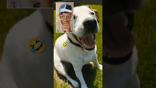 I was trying to call my friend I cant believe a dog has answer it 😭🤣 [upl. by Morganne]