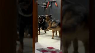 Rottweiler pack ghum raha hai ghar ke andar shorts rottweiler [upl. by Nirb835]