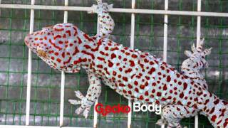 Tokay Gecko 33 Centimeters Long [upl. by Attaymik794]