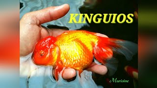 Peixes kinguio [upl. by Arikat]