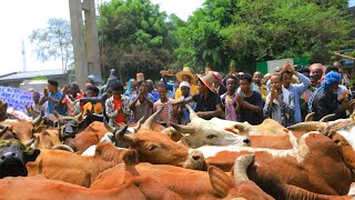 ቄዕራንሶና ገገዕራ ቀበሌዎች ህዝብ ለስታዲየም ያበረከተው የበሬዎች ድጋፍ [upl. by Nageem]