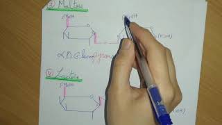 ✅ Biochimie Les Glucides Partie 5 Les Osides  La Nomenclature [upl. by Assili]