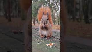 🐿🍁🌰Głodna Mrs Nuka 🌰 shorts wiewiórka squirrel redsquirrel wildsquirrel autumn jesień [upl. by Lekram540]