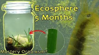 Amphipod EXPLOSION and Mystery Organism │ Woodland Stream Ecosphere  5 Month Update [upl. by Ainesy]