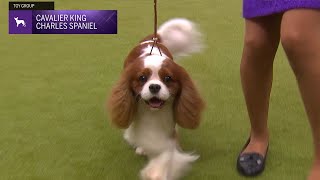 Cavalier King Charles Spaniels  Breed Judging 2024 [upl. by Sualokin]