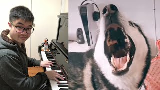 Pitch Perfect Husky Dog belts out a High Note like it is nothing [upl. by Adnar]