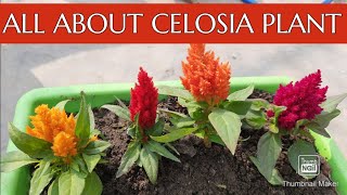 CelosiaCoxcomb Plant  Soil Care Fertilizer amp Propagation  How to Grow and Care Celosia Plant [upl. by Pinette]