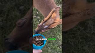 Bizarre Scent Glands of Muntjac Deer [upl. by Ashlen]