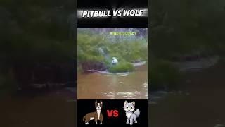 Wolf vs Pitbull trending animals wolf vs pitbull dog wildlife youtubeshorts viralvideo [upl. by Arand80]