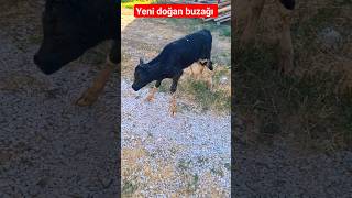 Yeni doğan buzağı [upl. by Convery]