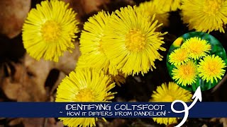 Identifying Tussilago  Coltsfoot vs Dandelion [upl. by Idna218]