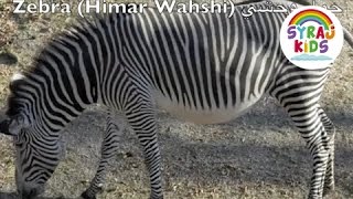 Zoo Animals  Arabic amp English حديقة الحيوانات بالعربية و الانجليزية  Arabic Language Learning [upl. by Ahsemat170]