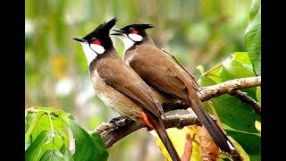 Red whiskered Bulbul Song  Sound of Happiness and Peace [upl. by Ecnerolf]