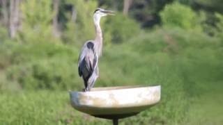 heron gular fluttering [upl. by Allemaj]