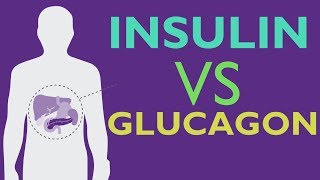 Insulin Vs Glucagon  GLUCOSE HOMEOSTASIS  EXPLAINED IN 2 MINUTES [upl. by Auqenet286]