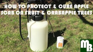 How to cure  prevent Apple Scab on crabapple amp fruit trees including future protection [upl. by Eidur]