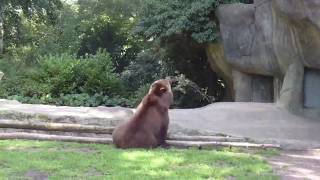 Tierpark Hagenbeck 2 Teil [upl. by Acinna425]