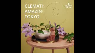 Timelapse Clematis Amazing® Tokyo [upl. by Wagstaff]