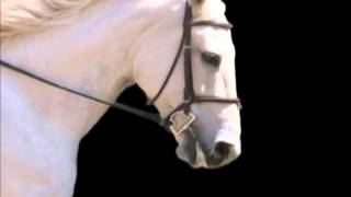 Mikmar D Ring Snaffle with Loops [upl. by Penthea776]