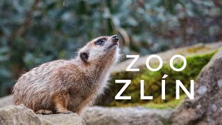 Zoo Zlín 2022 [upl. by Honna998]