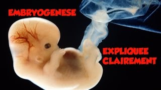 🔴 Dr Astuce  EMBRYOLOGIE EXPLIQUEE CLAIREMENT [upl. by Aniluj]