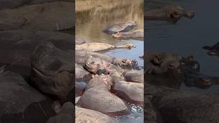 Hippos🦛 Fighting wildlife hippo hippopotamus [upl. by Eloise]