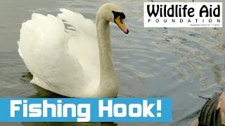 Swan with Fishing Tackle Caught on its Tongue [upl. by Everick]