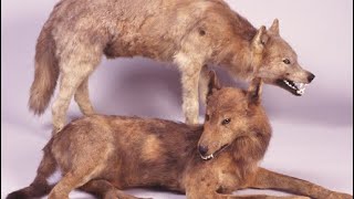 🐺 14 Extinct Wolf Species You Should Know About 🐺 [upl. by Aleunam]