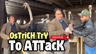 Ostrich Attacks  How to Survive an Ostrich Attack [upl. by Dane]