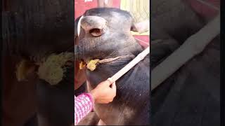 Ancient and so affective method of Dehorning of buffalo with wiredehorning Deradari bull [upl. by Toffey]