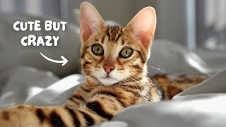 Watch this BEFORE you get a BENGAL CAT  Bengal 101 [upl. by Chilcote]