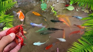 catch colorful ornamental fish betta fish koi fish channa manfish catfishguppymollyturtles [upl. by Wenona608]