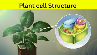 Plant Cell Structure  plant cell की संरचना [upl. by Karole]