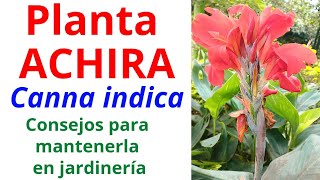 Planta ACHIRA Canna indica [upl. by Shiverick609]