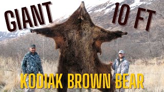 Giant 10Foot Kodiak Island Alaska Brown Bear Hunt [upl. by Yruama]