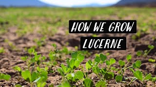 Growing Lucerne Alfalfa In The Desert  KAROO KIDS [upl. by Aiek]