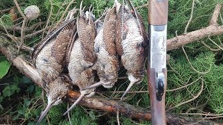 Woodcock Hunting over Spaniels Ireland 2017 [upl. by Efal]