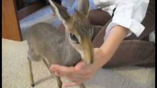 dik dik [upl. by Johny]