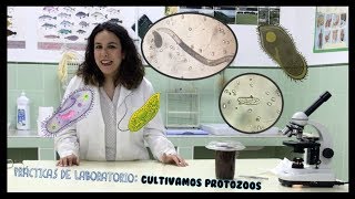 Práctica de laboratorio  Cultivando Protozoos y alguna que otra cosa más [upl. by Archibaldo]