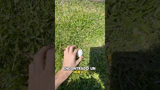 ENCONTRÉ UN HUEVO EN MI JARDÍN [upl. by Nosnev243]