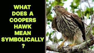 WHAT DOES A COOPERS HAWK MEAN SYMBOLICALLY [upl. by Irb509]