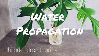 Water Propagating Philodendron Florida [upl. by Yerrot]