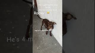 He’s dangerous watch out 🤫 funnydogs animals cute [upl. by Nangem443]