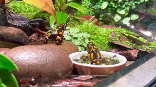 Oophaga histrionica baudo Dartfrogs [upl. by Ennovihs]