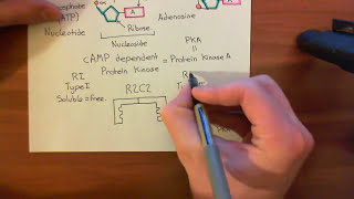 Receptor Desensitization Part 4 [upl. by Acissev544]