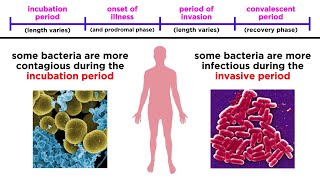 Bacterial Infections in Humans [upl. by Yenatirb]