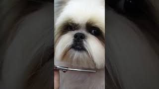 How To Groom A Shih Tzu [upl. by Shue]