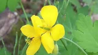 The Health Benefits of Celandine Herb [upl. by Ttenaj]