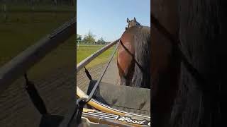 nyc horse Carriage Horses 4313 quotBernardquot Found In KILL PEN Now They Want Him Back Watch [upl. by Applegate261]