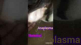 Treatment of anaplasma in cow theleriosi trypanosoma babeiosiosishortsvideoanimalsfunnyvideo [upl. by Aicnelav269]